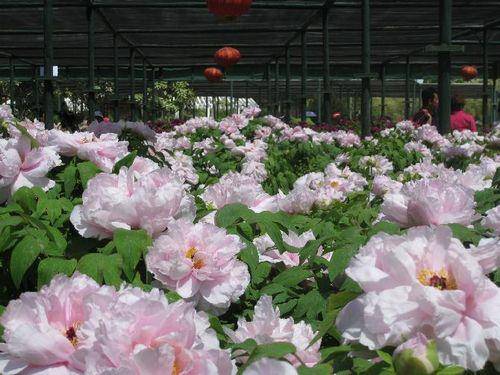 ����������԰����