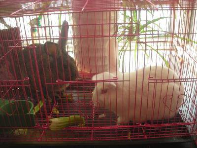 �Ҽҵġ��³�Ա������