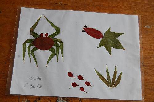 ���ǵ�Ҷ����Ʒչ����������