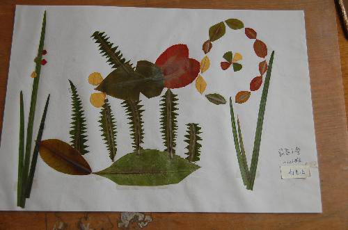 ���ǵ�Ҷ����Ʒչ����������