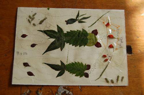 ���ǵ�Ҷ����Ʒչ����������