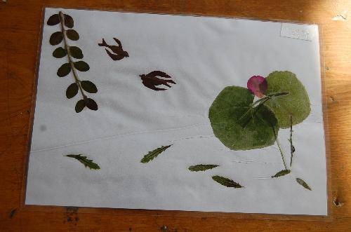 ���ǵ�Ҷ����Ʒչ����������