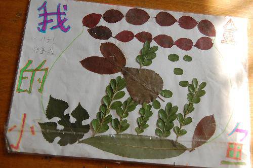 ���ǵ�Ҷ����Ʒչ����������