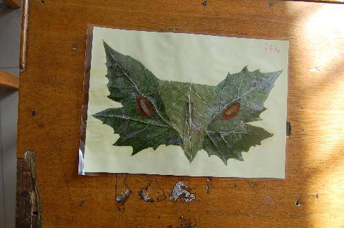 ���ǵ�Ҷ����Ʒչ����������