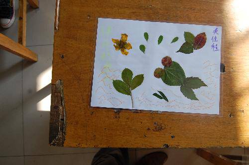 ���ǵ�Ҷ����Ʒչ����������