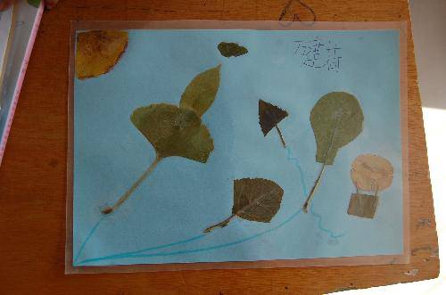 ���ǵ�Ҷ����Ʒչ����������