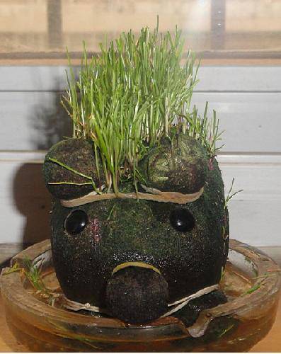 ����СС����ʦ����