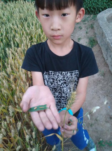 丰收的麦田作文