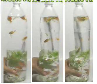 ����ѧСʵ�顿������Ȥζ��ס�����