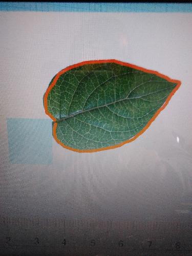 ����ġ��ܳ�������