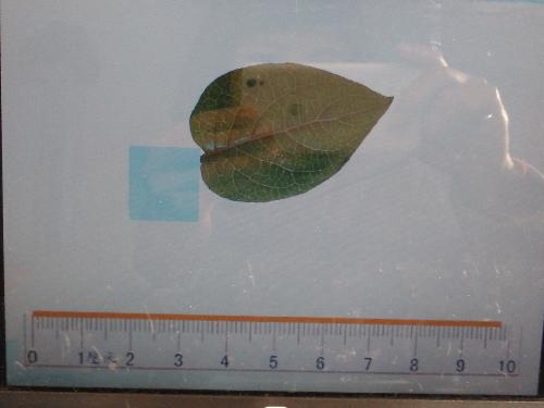 ����ġ��ܳ�������