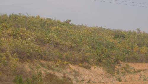 ��Ұ�ջ�����