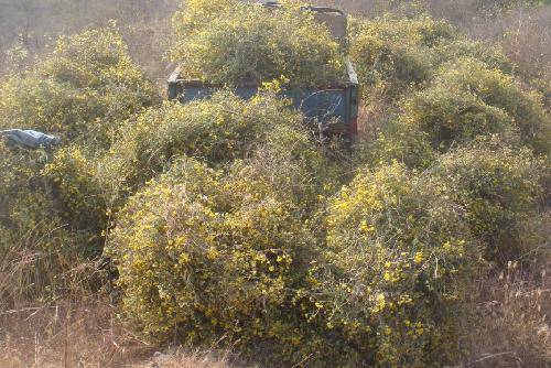 ��Ұ�ջ�����