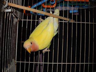 给“豌豆公主”的一封信作文