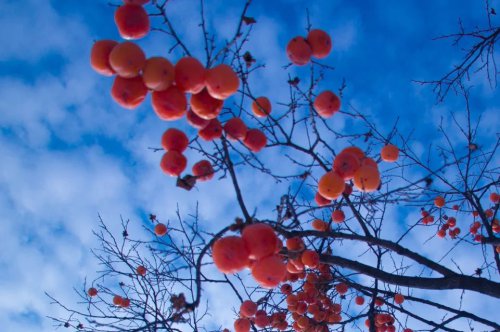 ���׳��졤�����ɹ����㻳������