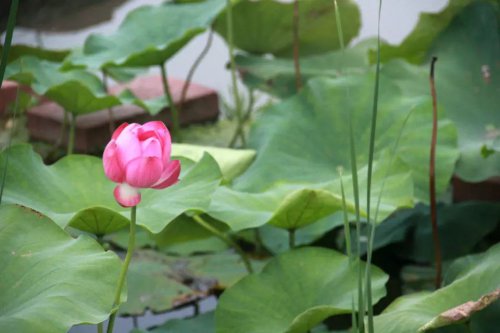 ���׳��졤�����ɹ����㻳������