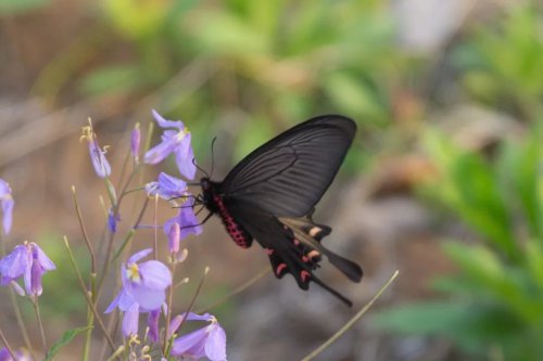 ���׳��졤�����ɹ����㻳������