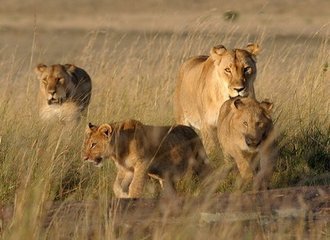 ������������ʨ��˵������