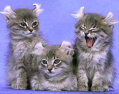 ������è���ռǡ��и�����