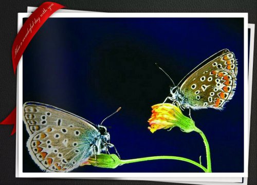 ����ս��ʫ�ʡ���ʫ����----�ҵ�С����ҵ����