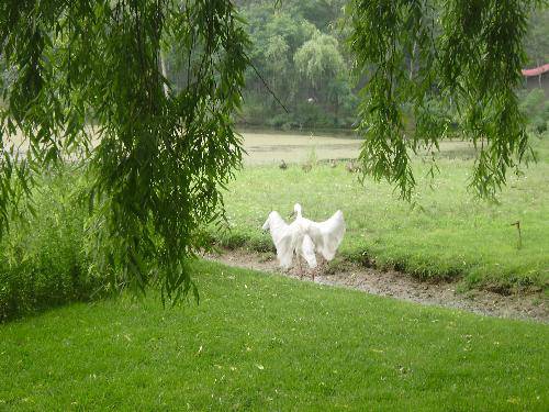 �α�����ɭ��Ұ������԰ ����