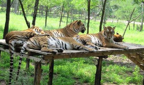 �α�����ɭ��Ұ������԰ ����