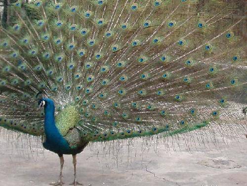 �α�����ɭ��Ұ������԰ ����