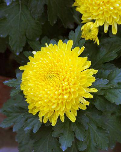 ���żҵĴ�̨������