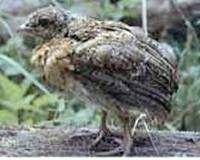 ��ˮ�еļ�ǿ������д���쾱�������б��衷����