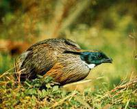 ��ˮ�еļ�ǿ������д���쾱�������б��衷����