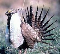 ��ˮ�еļ�ǿ������д���쾱�������б��衷����