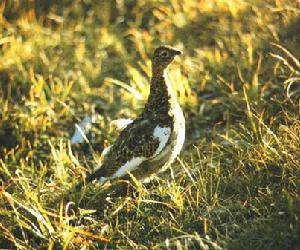 ��ˮ�еļ�ǿ������д���쾱�������б��衷����