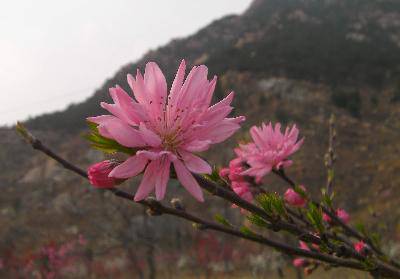 ��̩ɽ����