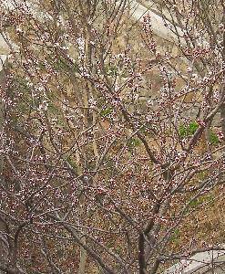 ��̩ɽ����