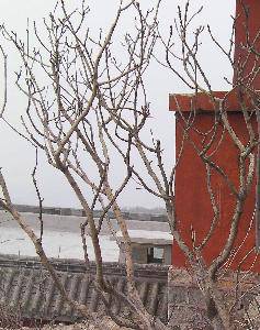 ��̩ɽ����