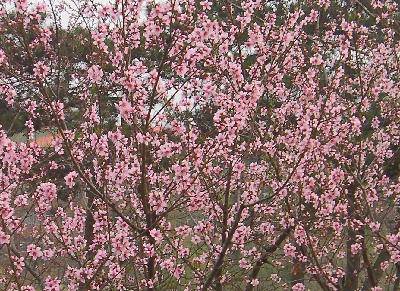 ��̩ɽ����