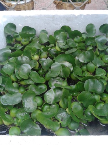 �����С�������