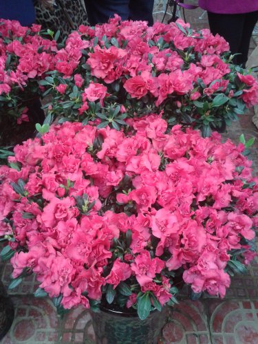 �����С�������