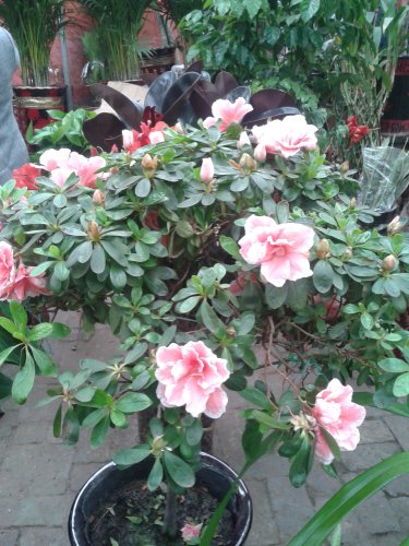 �����С�������