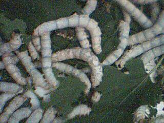 �ҼҵĲϱ�������