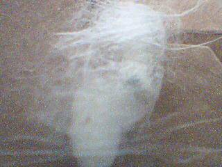 �ҼҵĲϱ�������