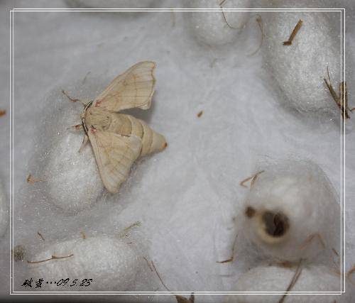 �ҼҵĲϱ�������