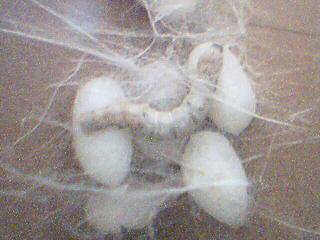 �ҼҵĲϱ�������