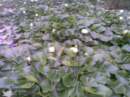 ����֮�ã�һ����������δ���ĺɻ�������