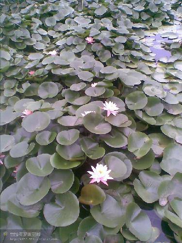 ����֮�ã�һ����������δ���ĺɻ�������