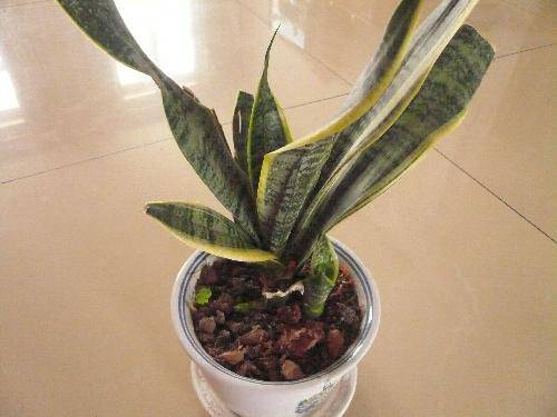 �����衱�ɷ�¼����