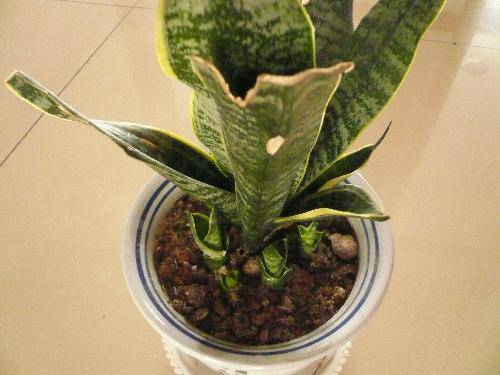 �����衱�ɷ�¼����