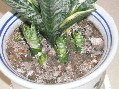 �����衱�ɷ�¼����