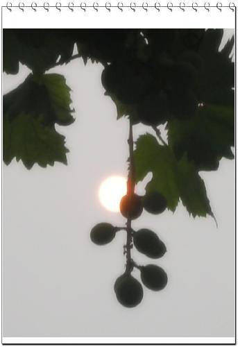 ���Ѽ��µĶ��������