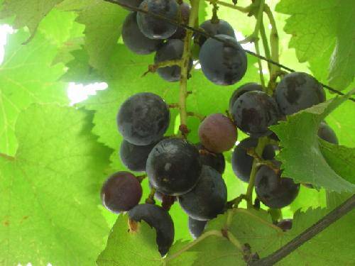 ���Ѽ��µĶ��������